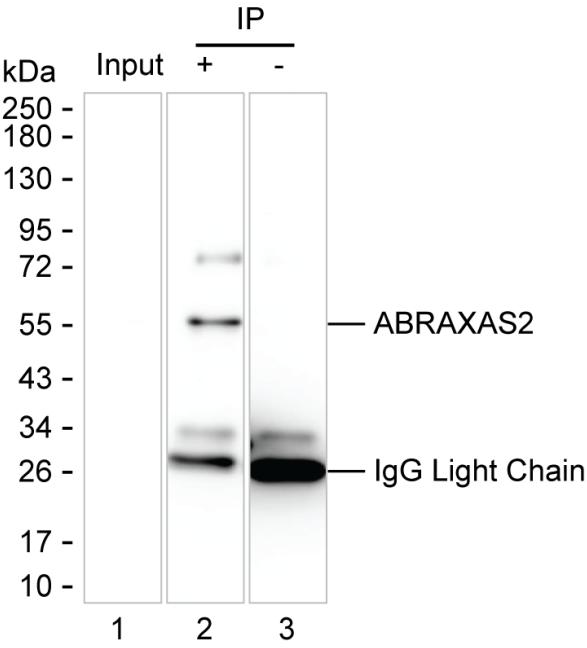 ABRAXAS2