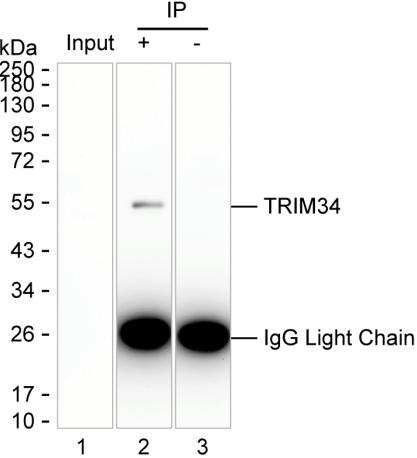 Mouse Monoclonal Antibody to TRIM34