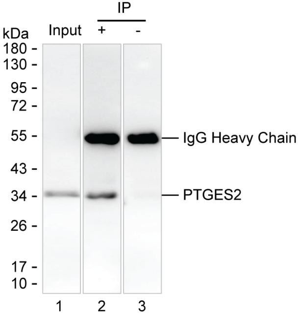 PTGES2