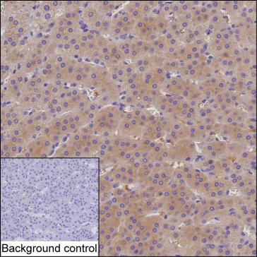 Mouse Monoclonal Antibody to CMPK2
