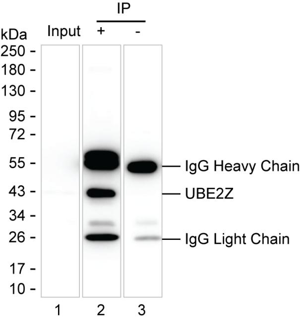Mouse Monoclonal Antibody to UBE2Z