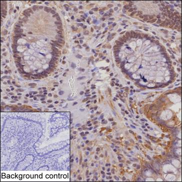 Mouse Monoclonal Antibody to NUB1