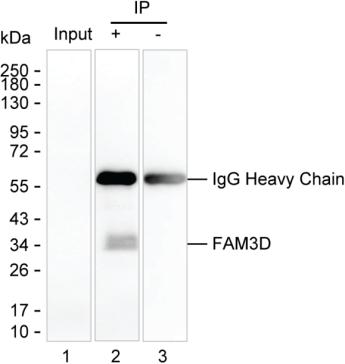 Mouse Monoclonal Antibody to FAM3D
