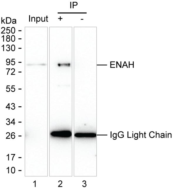 Mouse Monoclonal Antibody to ENAH