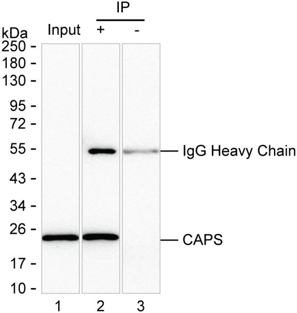 Mouse Monoclonal Antibody to CAPS
