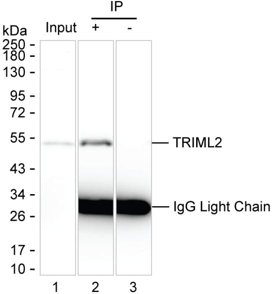 TRIML2
