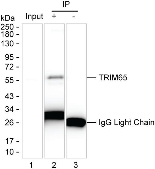 Mouse Monoclonal Antibody to TRIM65