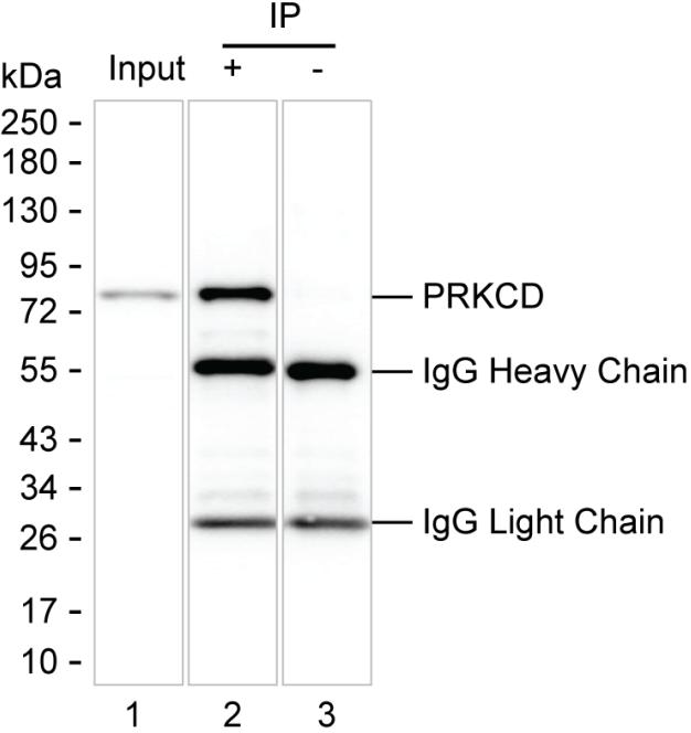 Mouse Monoclonal Antibody to PRKCD