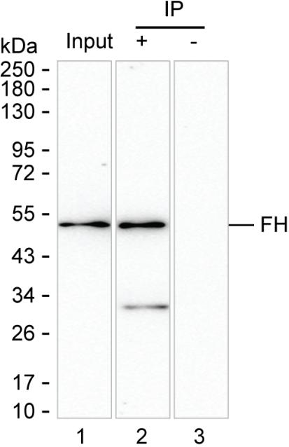 Mouse Monoclonal Antibody to FH