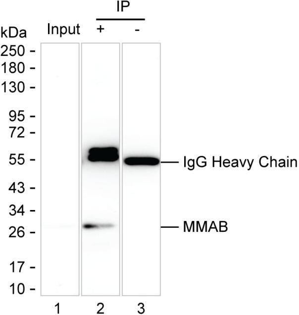 MMAB