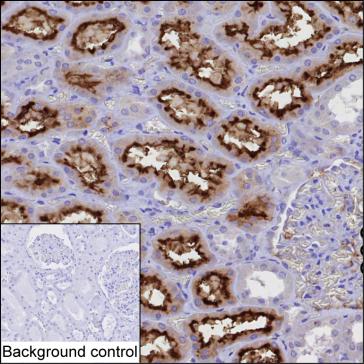 Mouse Monoclonal Antibody to ACE2