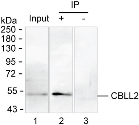 Mouse Monoclonal Antibody to CBLL2