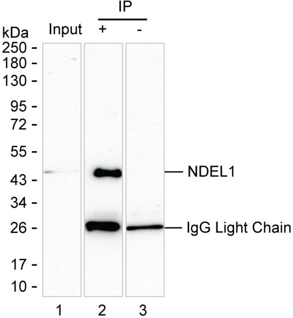 Mouse Monoclonal Antibody to NDEL1