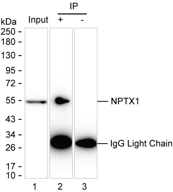 Mouse Monoclonal Antibody to NPTX1