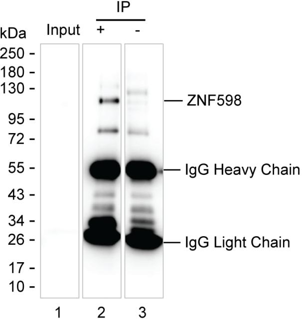 Mouse Monoclonal Antibody to ZNF598