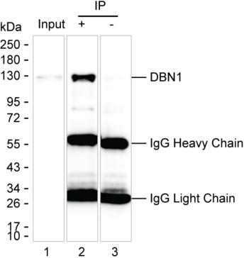 Mouse Monoclonal Antibody to DBN1