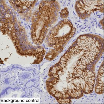 Mouse Monoclonal Antibody to AGR3