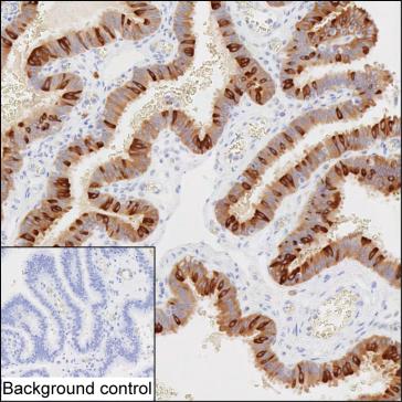 Mouse Monoclonal Antibody to AGR3