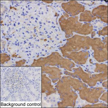 Mouse Monoclonal Antibody to SHMT1