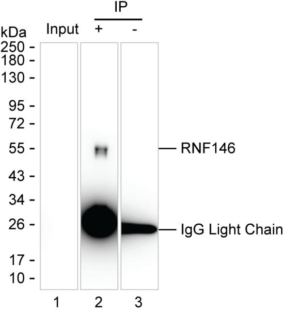 RNF146