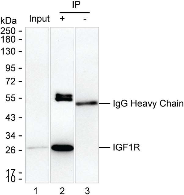Mouse Monoclonal Antibody to DPCD
