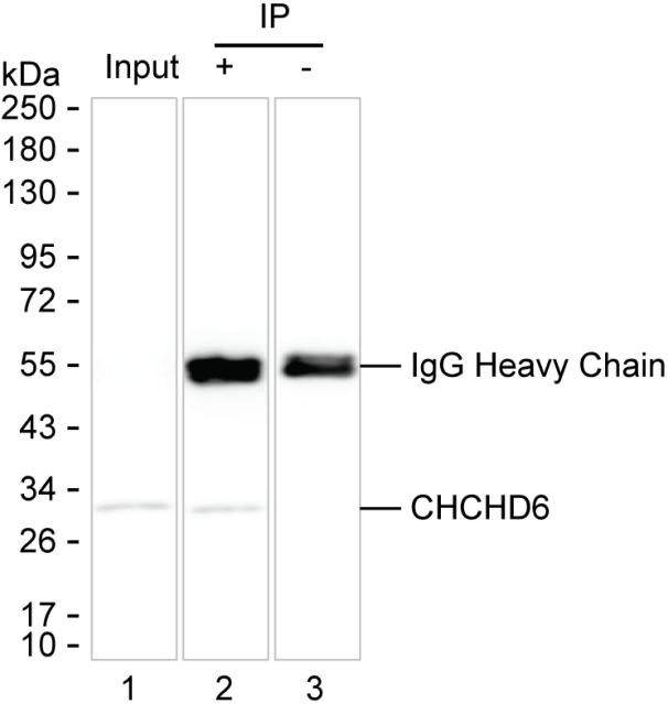 CHCHD6