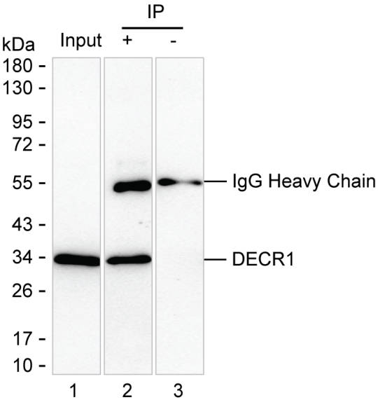 DECR1