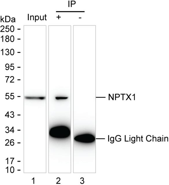 NPTX1