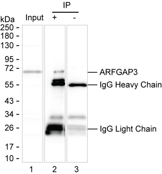 ARFGAP3
