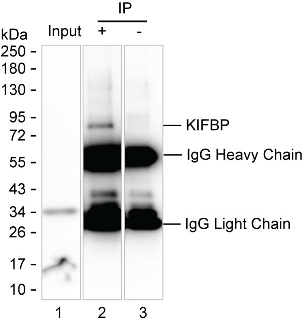 KIFBP