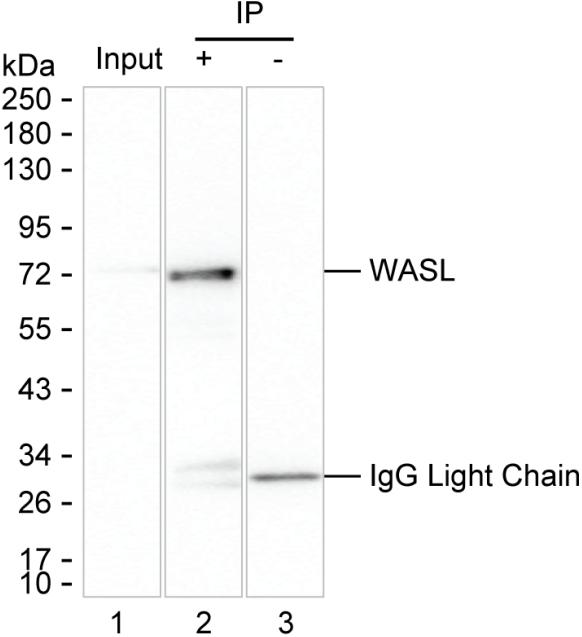 WASL