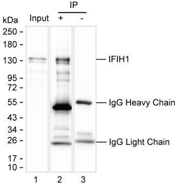 Mouse Monoclonal Antibody to IFIH1