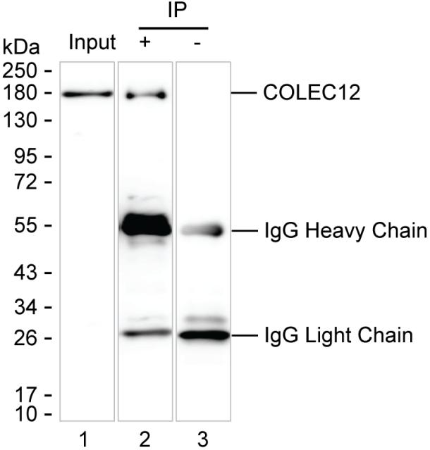 COLEC12