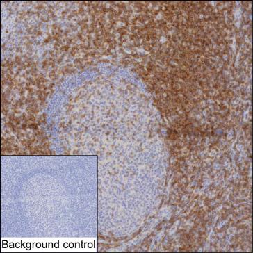 CD28
