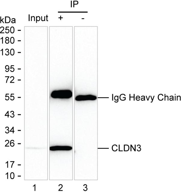 Mouse Monoclonal Antibody to CLDN3