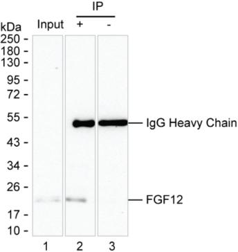 Mouse Monoclonal Antibody to FGF12