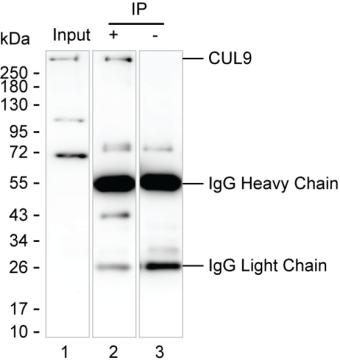 CUL9