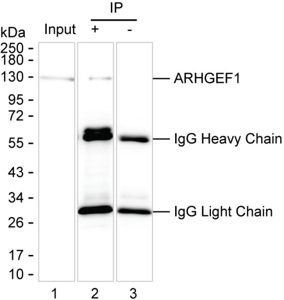 ARHGEF1