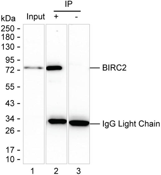 BIRC2