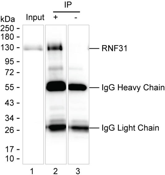 RNF31