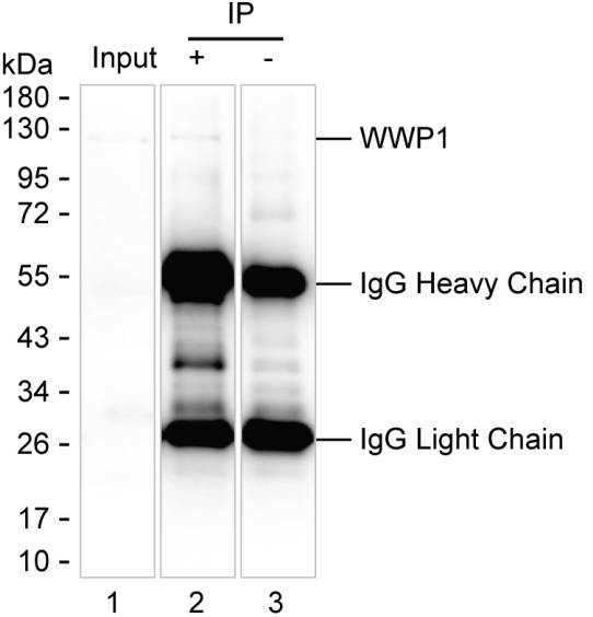 WWP1