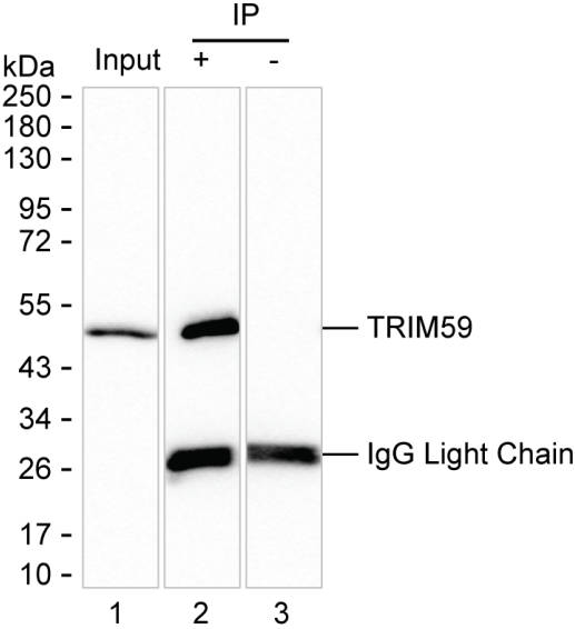 TRIM59