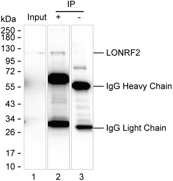 LONRF2