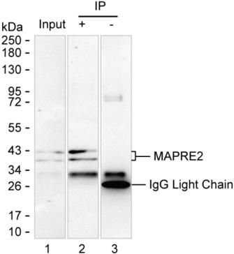 Rat Monoclonal Antibody to Mapre2