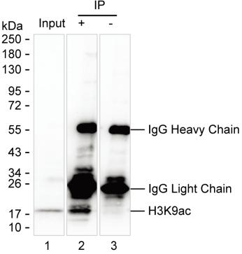 Rat Monoclonal Antibody to Histone H3K9ac