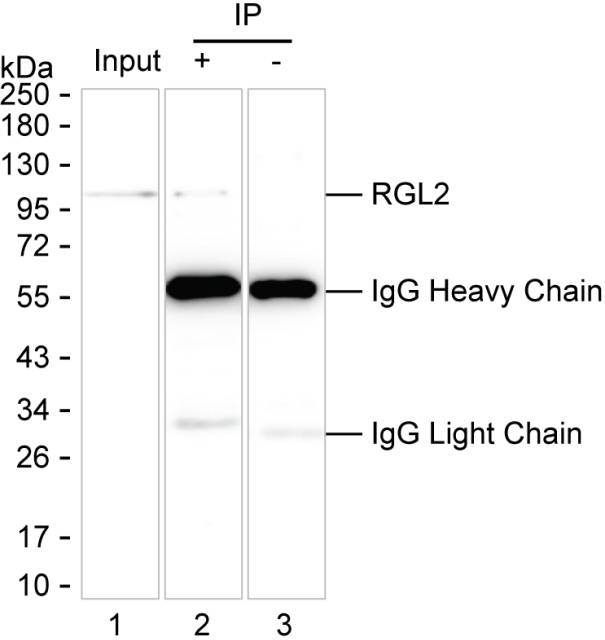 RGL2