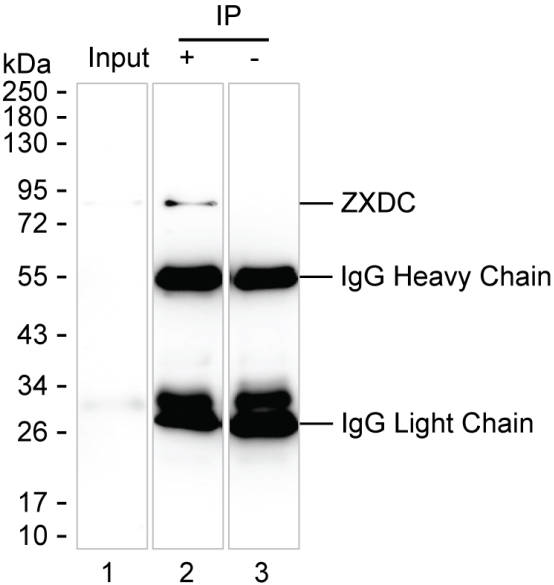 Mouse Monoclonal Antibody to ZXDC