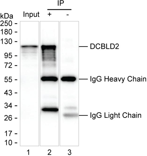 Mouse Monoclonal Antibody to DCBLD2