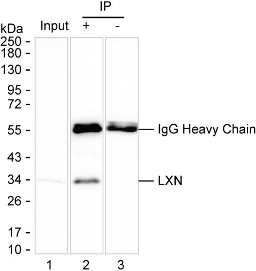 LXN