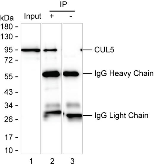 CUL5